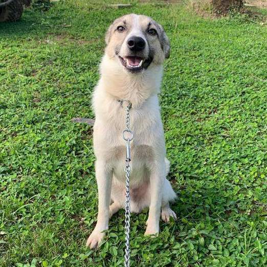 Coco, Adopted, Young Male Australian Terrier.