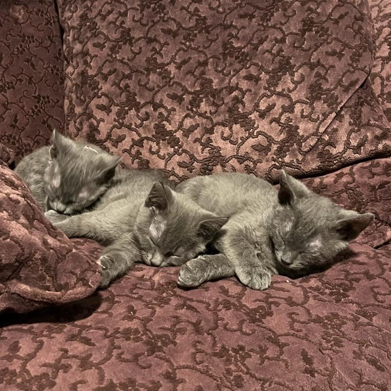 Alex and Andy in foster care, adopted, Kitten Male Domestic Short Hair.