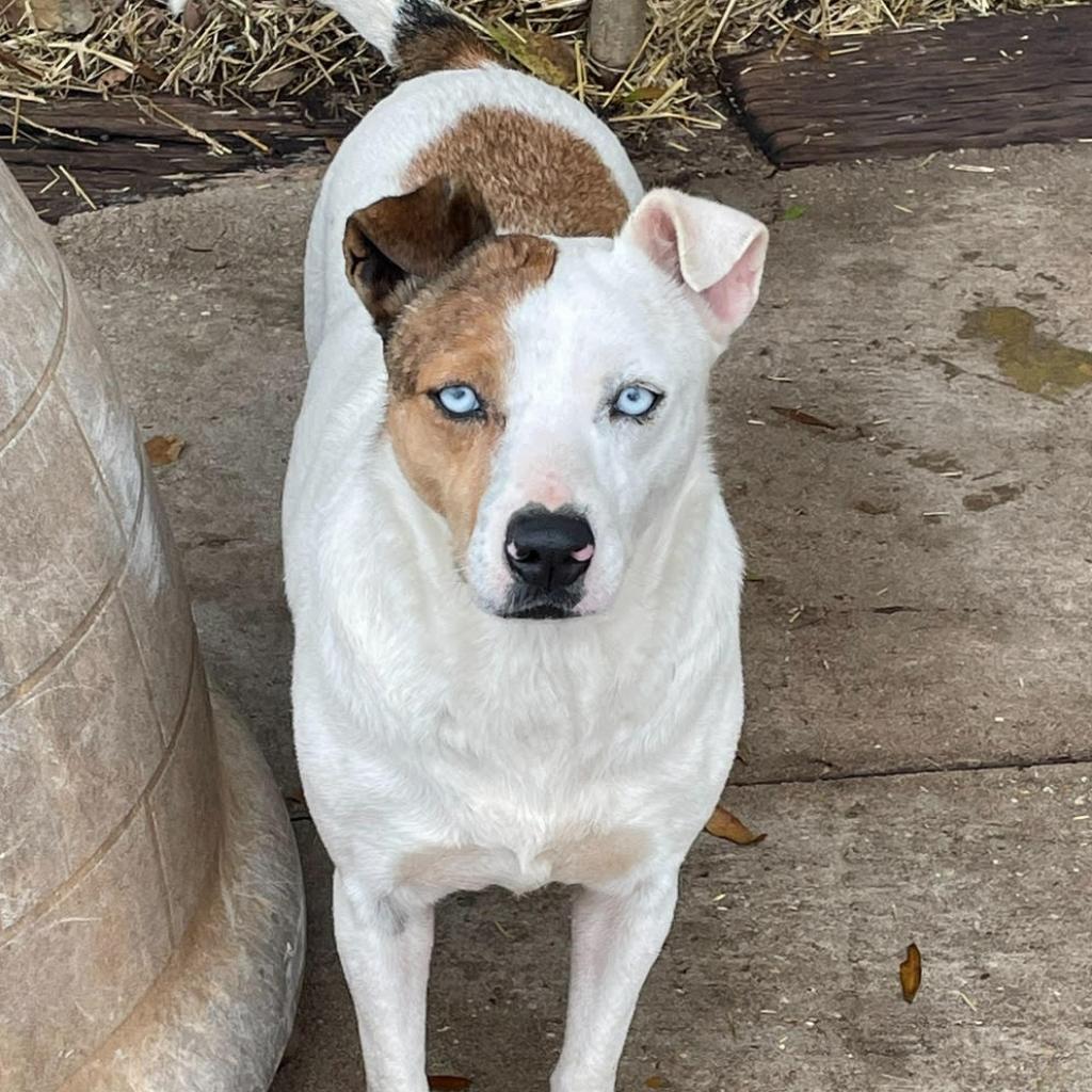 Enlarge Ghost, a Adoptable Australian Cattle Dog / Blue Heeler in Enterprise, AL image 1/1