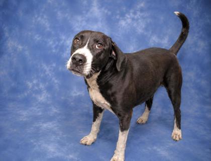 Sherman, Adoptable, Adult Male English Springer Spaniel & Mixed Breed.