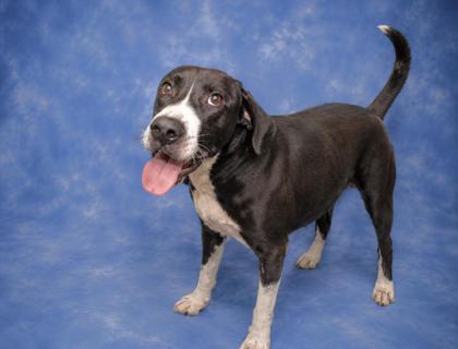 Enlarge Sherman, a Adoptable mixed breed in Taylorsville, NC image 2/3