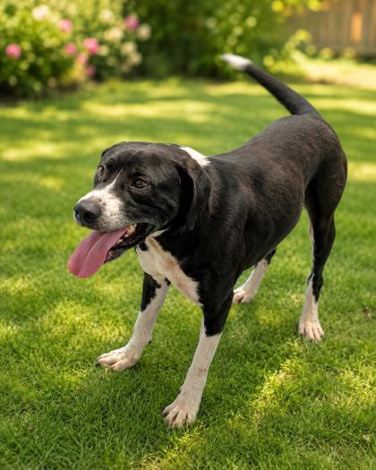 Enlarge Sherman, a Adoptable mixed breed in Taylorsville, NC image 3/3