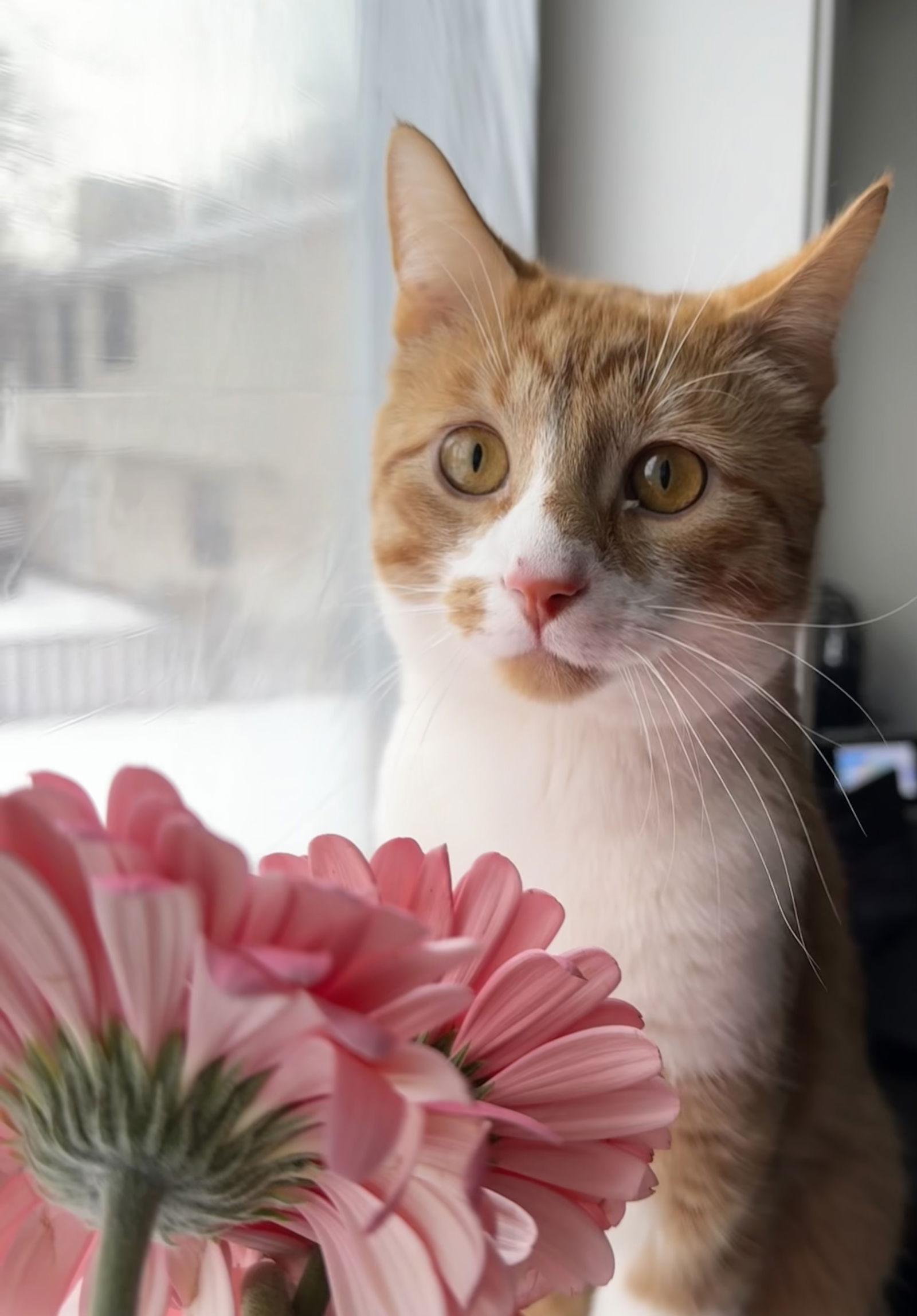 Rusty, a Adopted Domestic Short Hair in Crystal, MN image 2/3