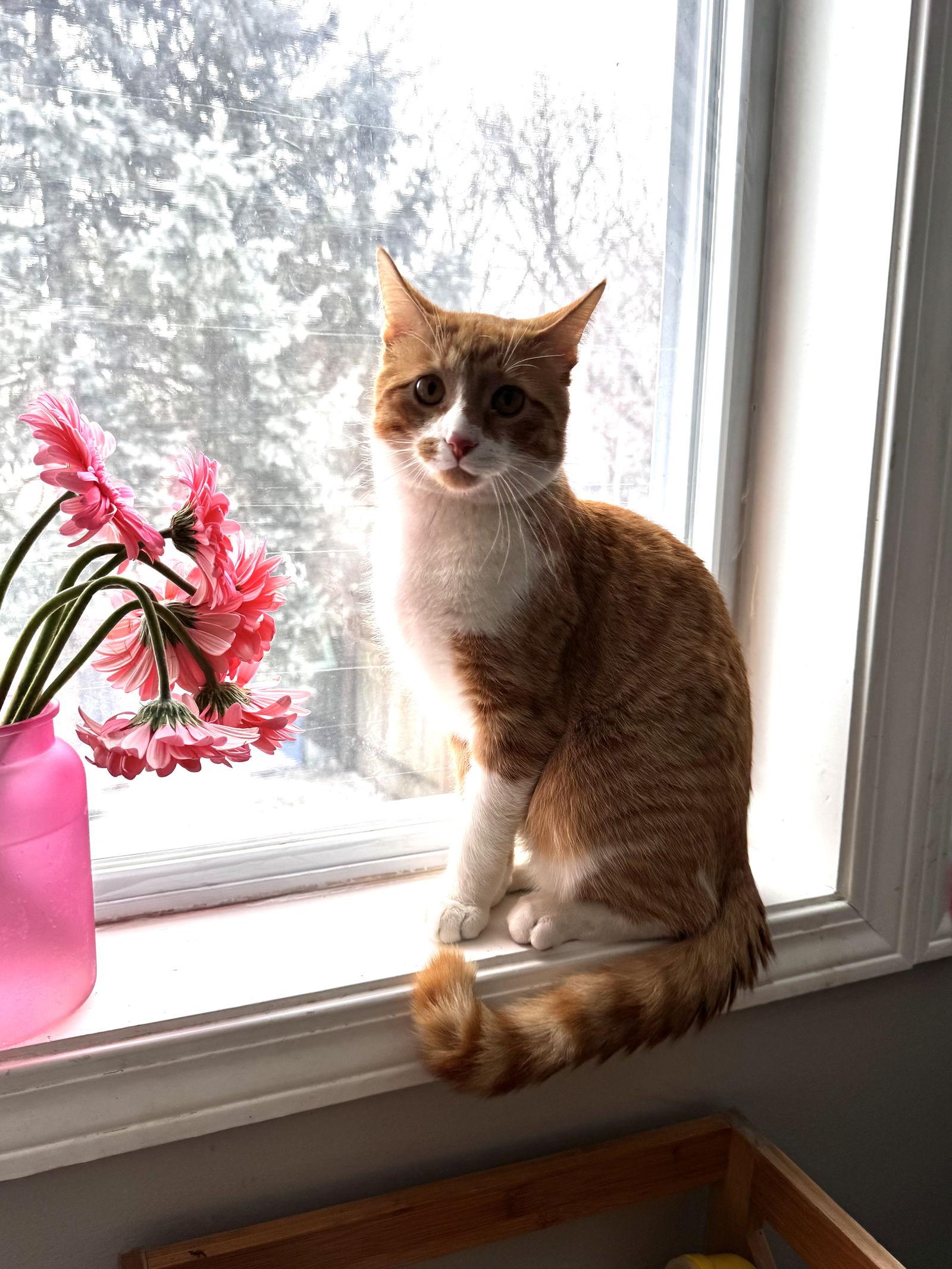 Rusty, a Adopted Domestic Short Hair in Crystal, MN image 3/3