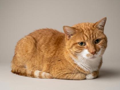 Enlarge Jenni, a Adoptable mixed breed in Bedford, IN image 1/2
