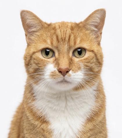 Enlarge Jenni, a Adoptable mixed breed in Bedford, IN image 2/2