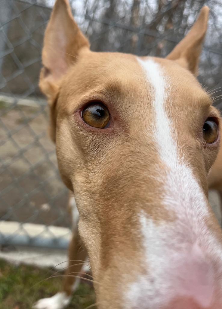 Enlarge June, a Adoptable Portuguese Podengo in Fall River, MA image 1/6