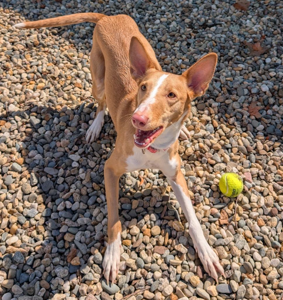 Enlarge June, a Adoptable Portuguese Podengo in Fall River, MA image 2/6