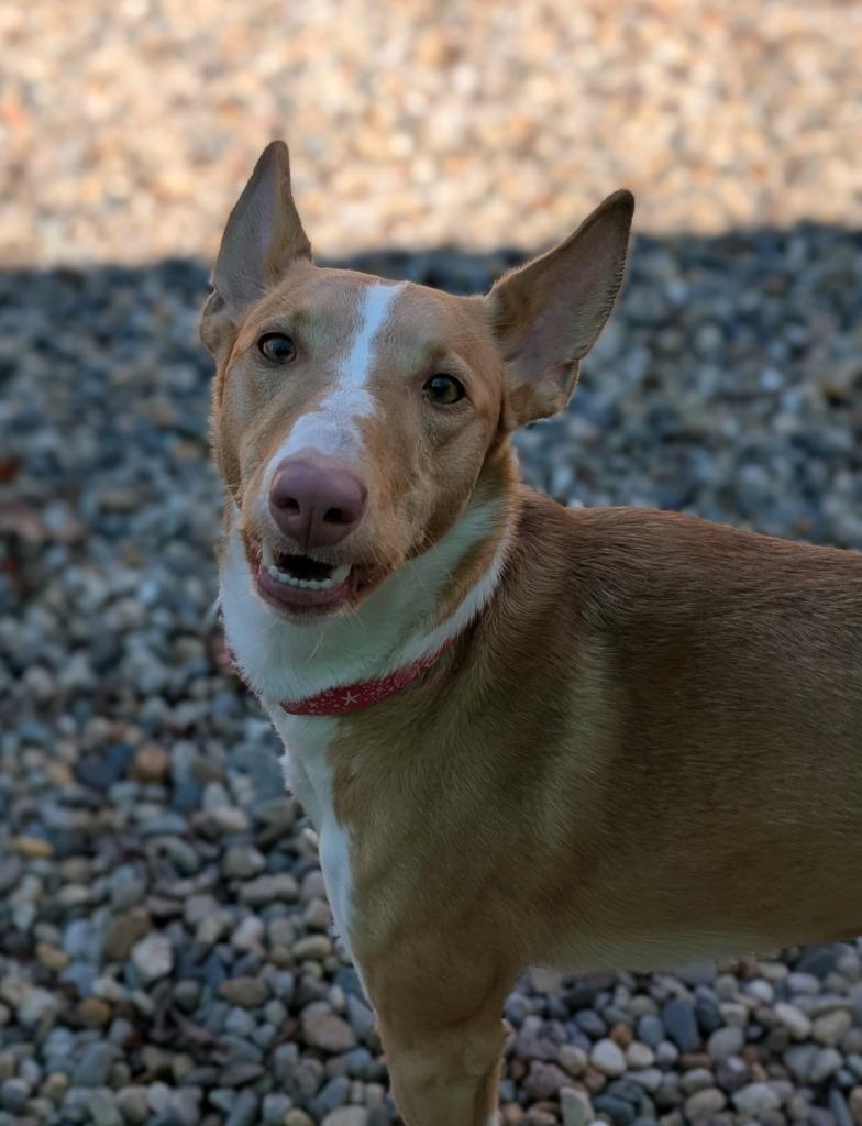 Enlarge June, a Adoptable Portuguese Podengo in Fall River, MA image 3/6
