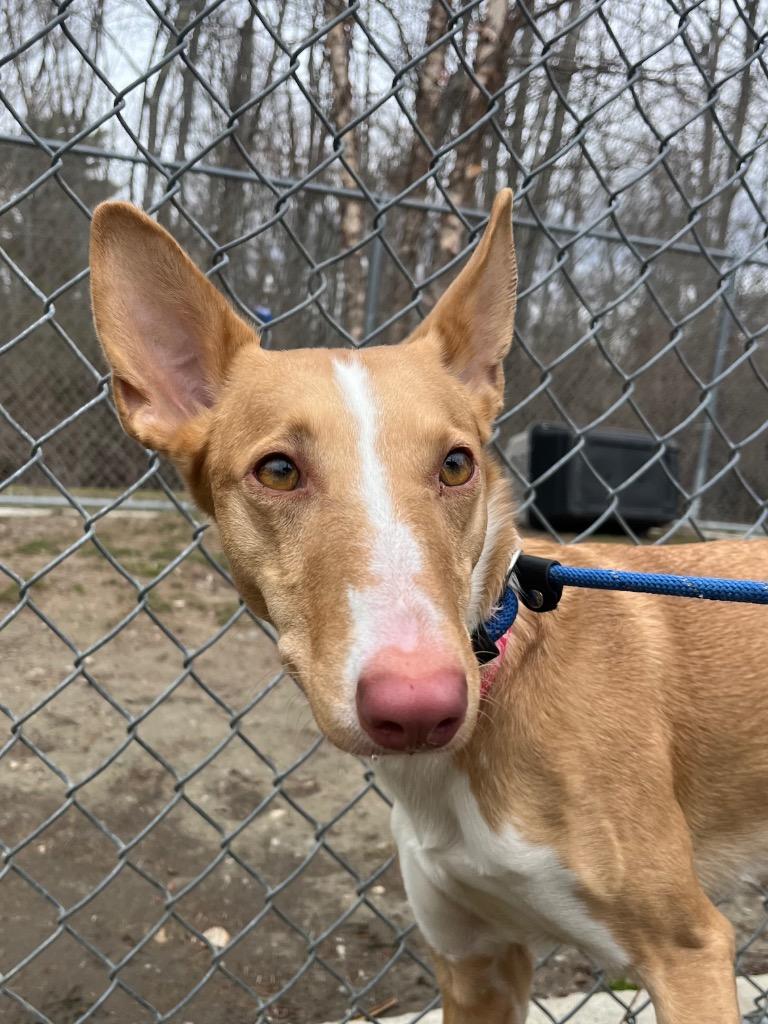 Enlarge June, a Adoptable Portuguese Podengo in Fall River, MA image 4/6