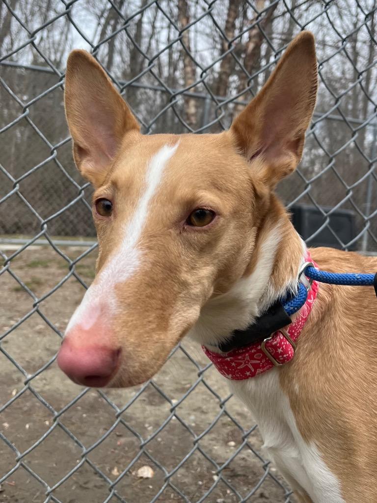 Enlarge June, a Adoptable Portuguese Podengo in Fall River, MA image 5/6