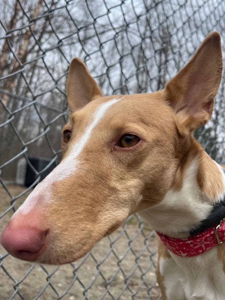 Enlarge June, a Adoptable Portuguese Podengo in Fall River, MA image 6/6