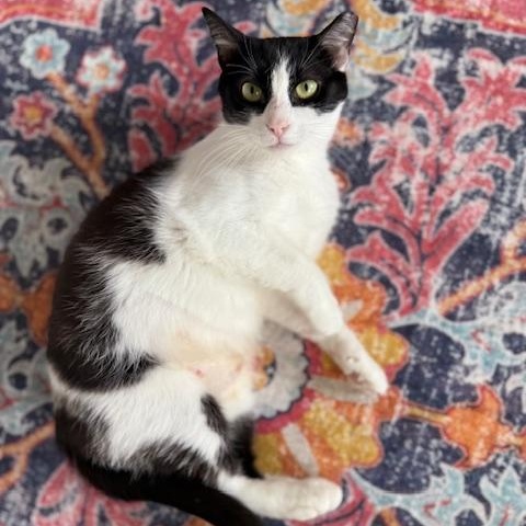 Lacey, a Adoptable Domestic Short Hair in Sweetwater, TN image 4/5