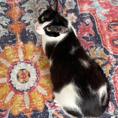 Lacey, a Adoptable Domestic Short Hair in Sweetwater, TN image 3/5