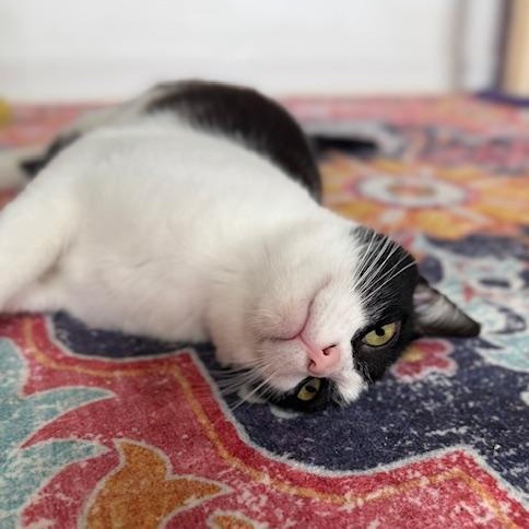 Lacey, a Adoptable Domestic Short Hair in Sweetwater, TN image 2/5