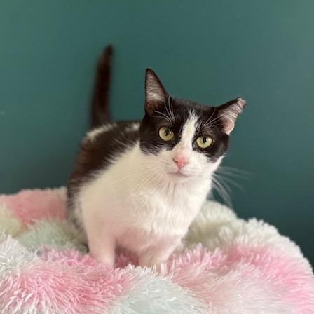 Lacey, a Adoptable Domestic Short Hair in Sweetwater, TN image 5/5