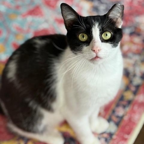 Lacey, Adoptable, Adult Female Domestic Short Hair.