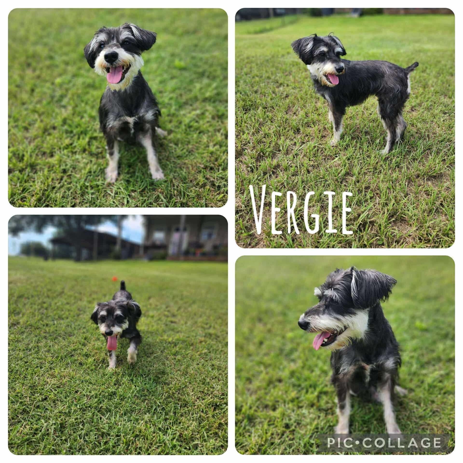 Vergie, Adult Female Schnauzer