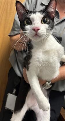 Tiki A212541