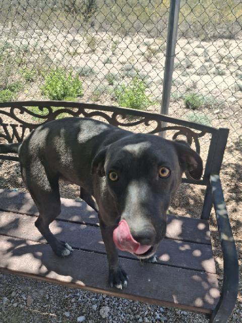 Enlarge Buddy, a ADOPTABLE mixed breed in Tombstone, AZ image 2/3