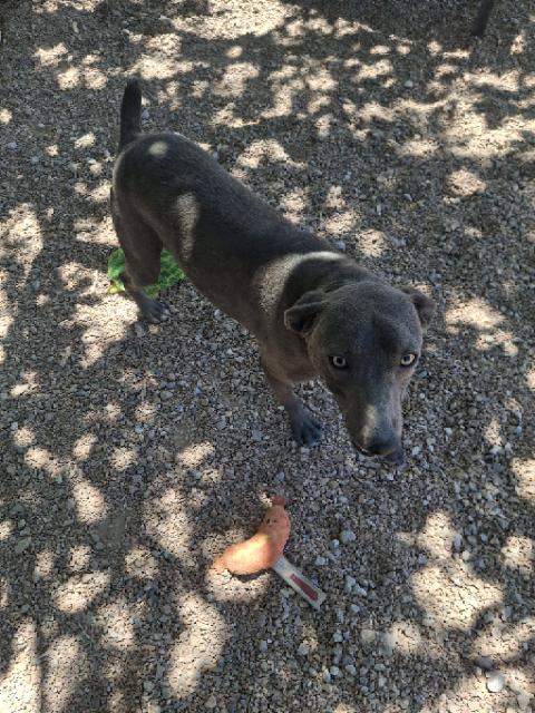 Enlarge Buddy, a ADOPTABLE mixed breed in Tombstone, AZ image 3/3