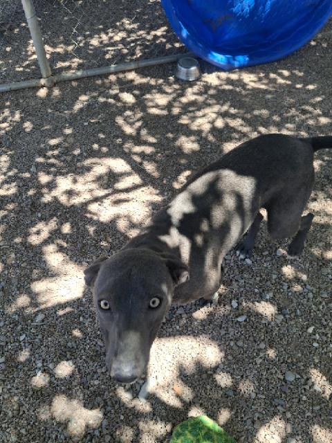 Enlarge Buddy, a ADOPTABLE mixed breed in Tombstone, AZ image 1/3