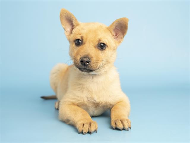 WATERLILY, Adoptable, Puppy Female Australian Kelpie & Mixed Breed.