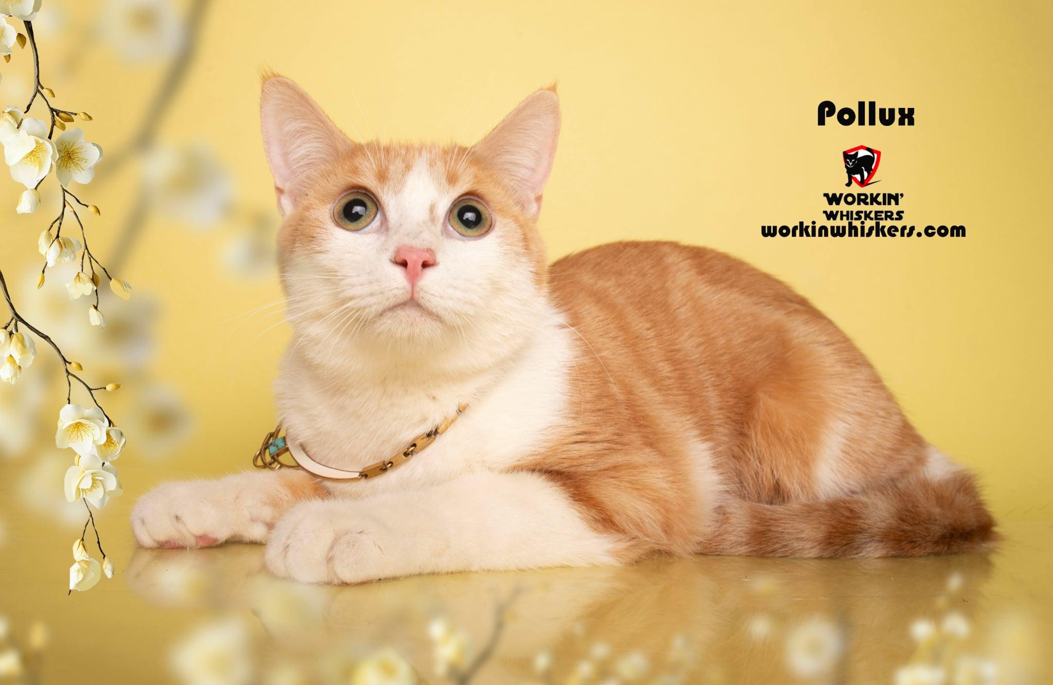 Enlarge POLLUX, an adoptable mixed breed in City of Industry, CA image 3/5