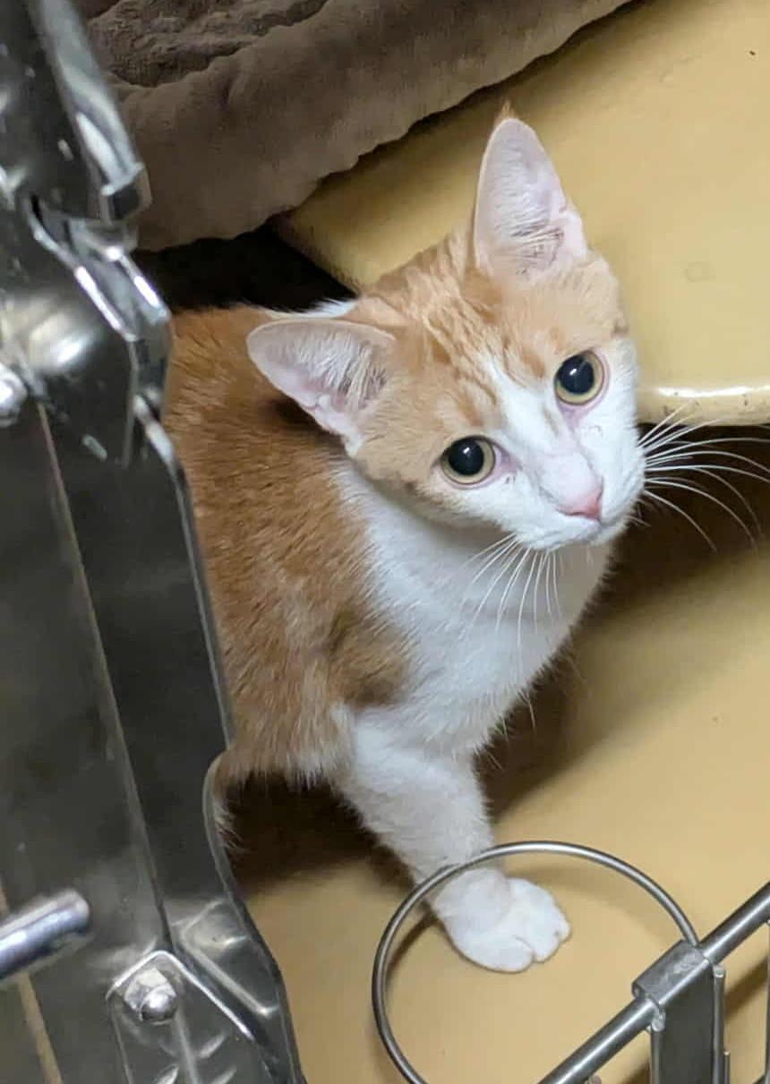 Enlarge POLLUX, an adoptable mixed breed in City of Industry, CA image 2/5