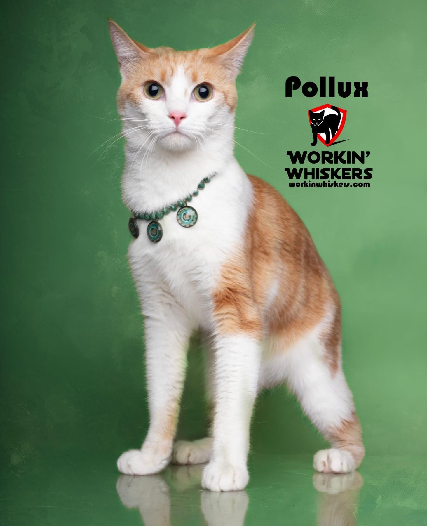 Enlarge POLLUX, an adoptable mixed breed in City of Industry, CA image 1/5