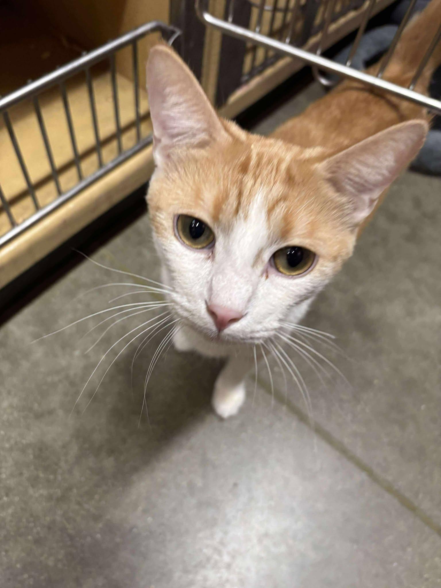 Enlarge POLLUX, an adoptable mixed breed in City of Industry, CA image 4/5