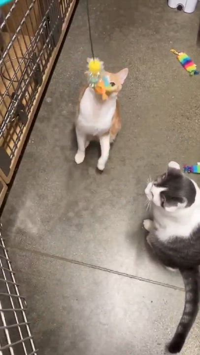 Enlarge POLLUX, an adoptable mixed breed in City of Industry, CA video 5/5