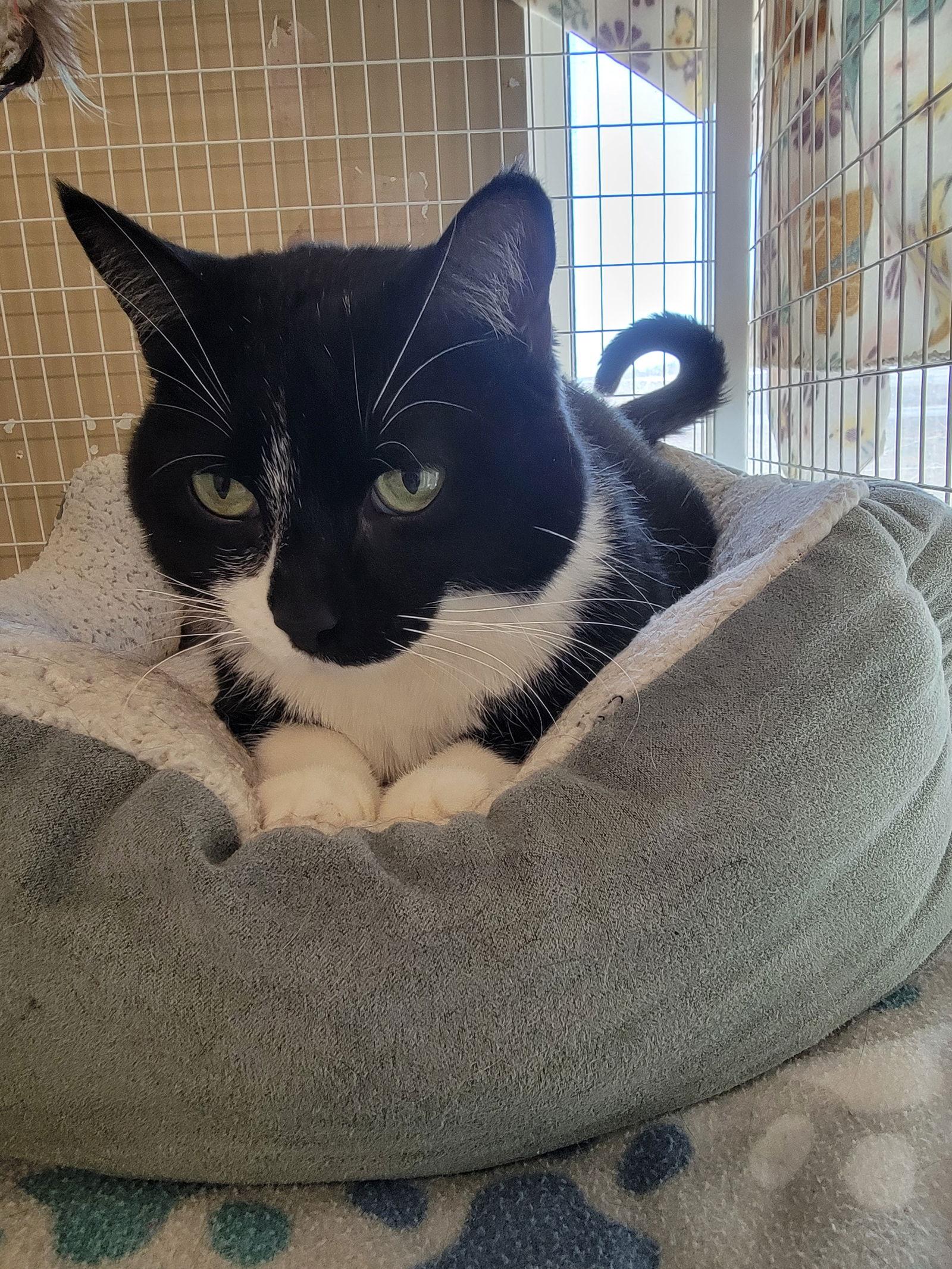 Macaroni (aka Bella), Adoptable, Adult Female Domestic Short Hair.