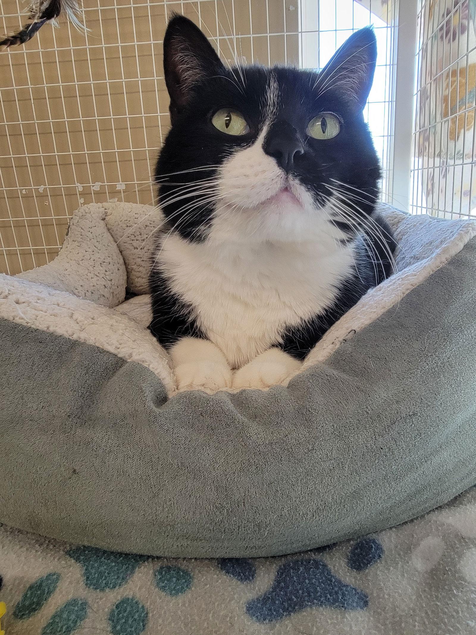 Macaroni (aka Bella) — thumbnail 2