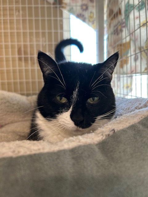 Macaroni (aka Bella) — thumbnail 3