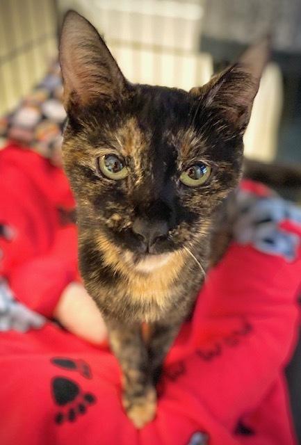 Pecan, Adoptable, Adult Female Domestic Short Hair.