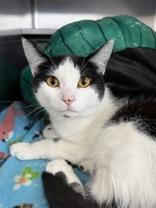 Enlarge Mouse, a ADOPTABLE Domestic Short Hair in Manitowoc, WI image 1/1