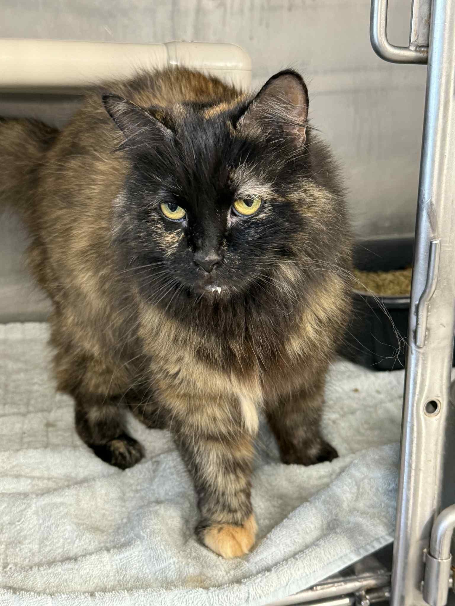 Tammy, Adoptable, Adult Female Tortoiseshell.