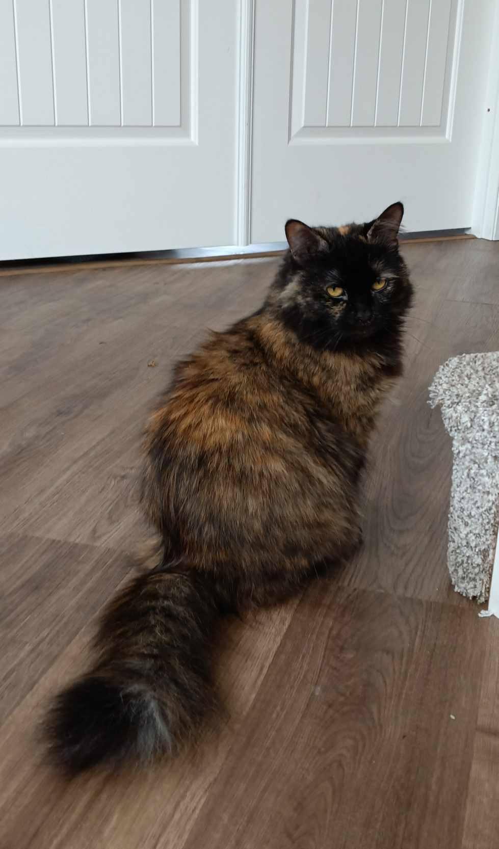 Tammy, Adoptable, Adult Female Tortoiseshell.