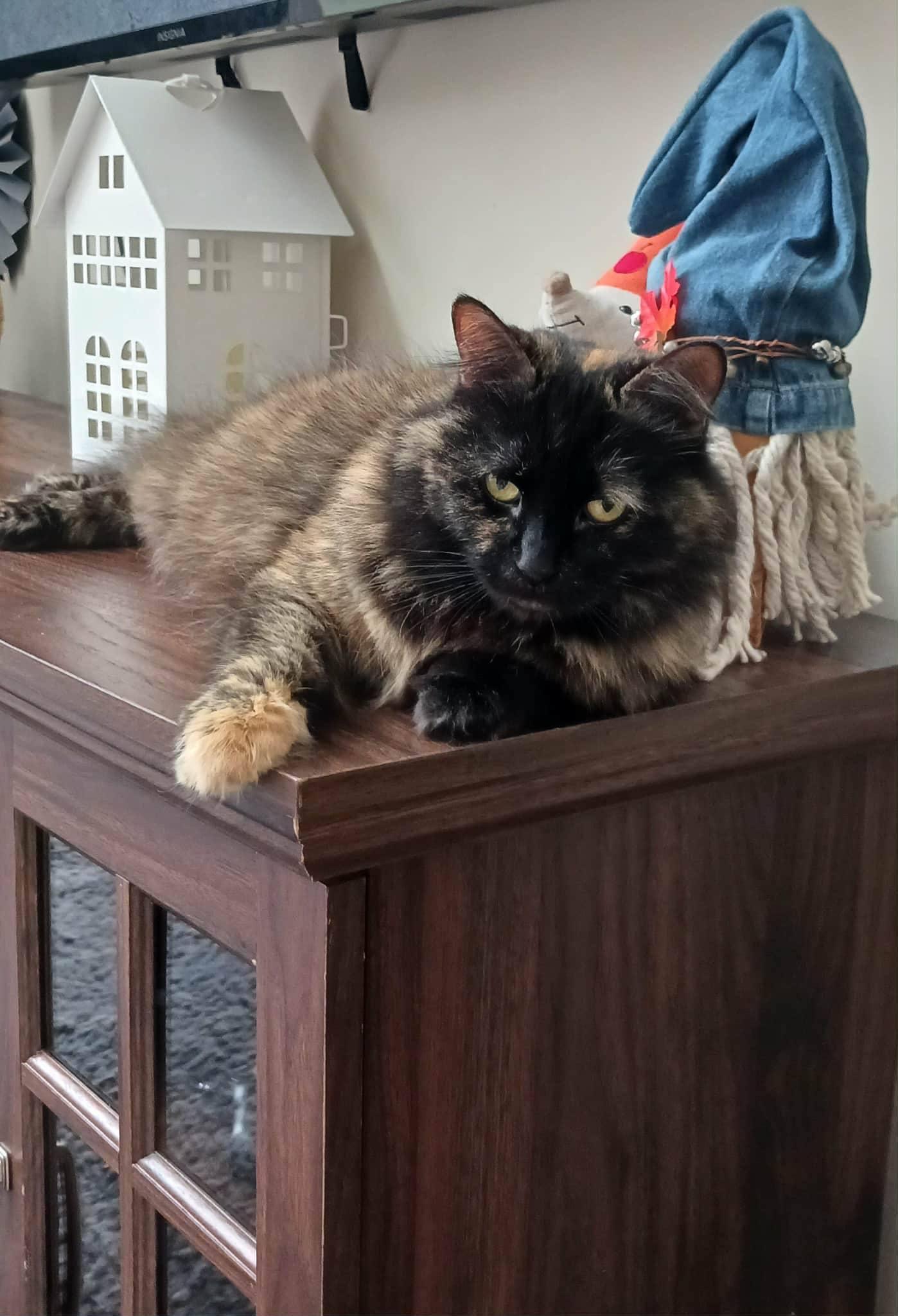 Enlarge Tammy, a Adoptable Tortoiseshell in Shelby, MI image 2/2