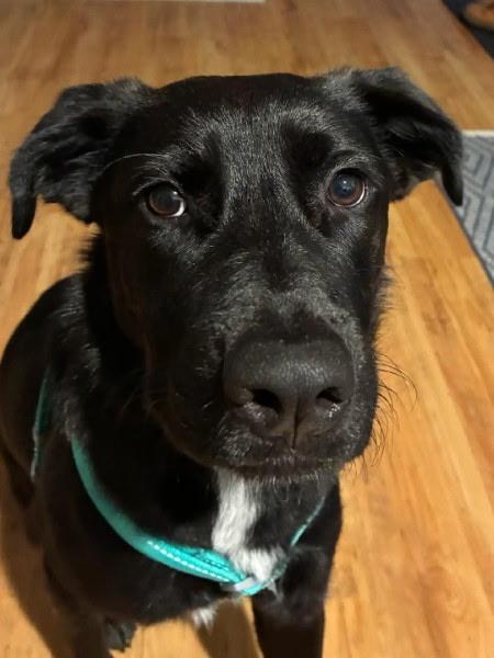 Sunni, an adoptable mixed breed in Bowdoin, ME image 1/6