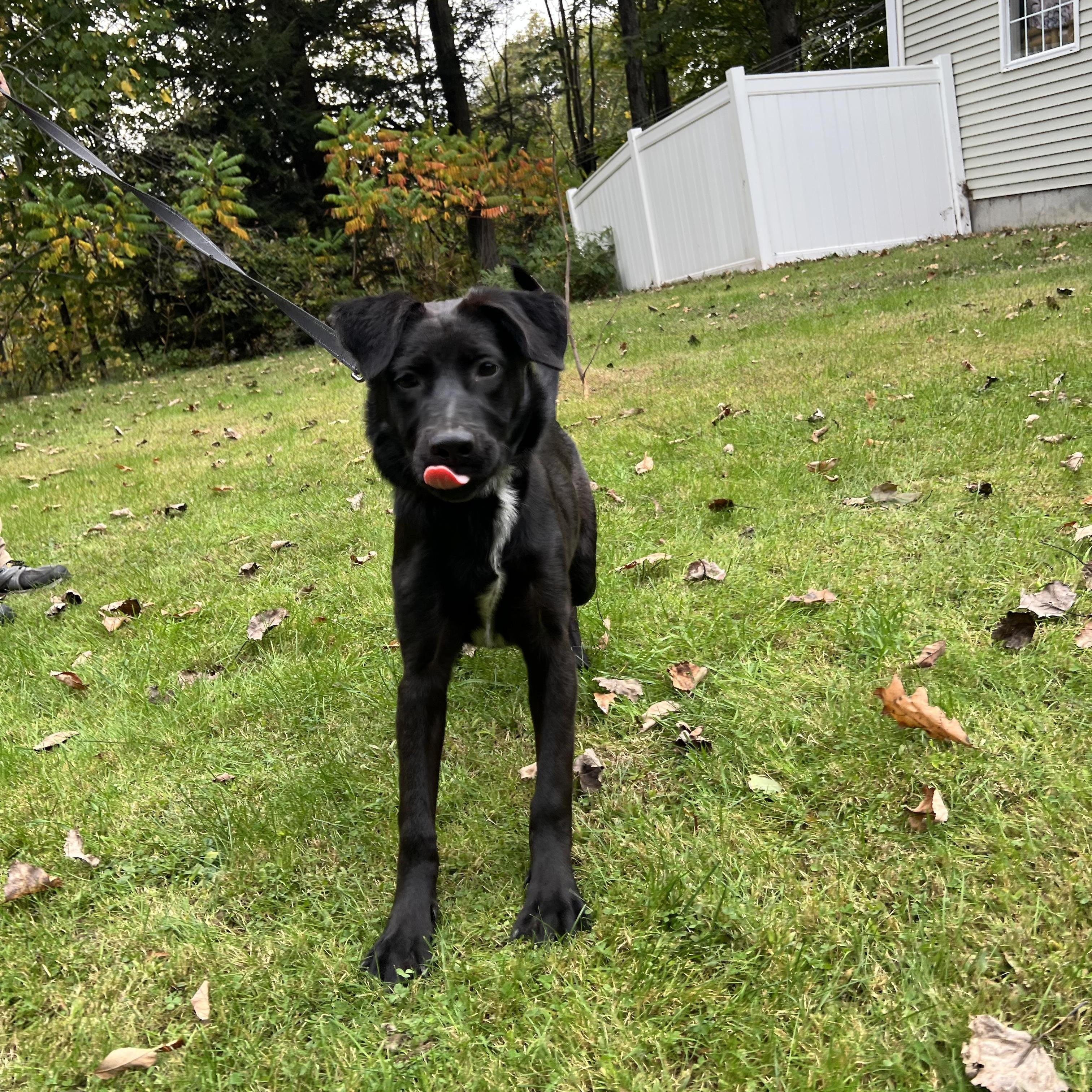 Sunni, a ADOPTABLE mixed breed in Bowdoin, ME image 1/6