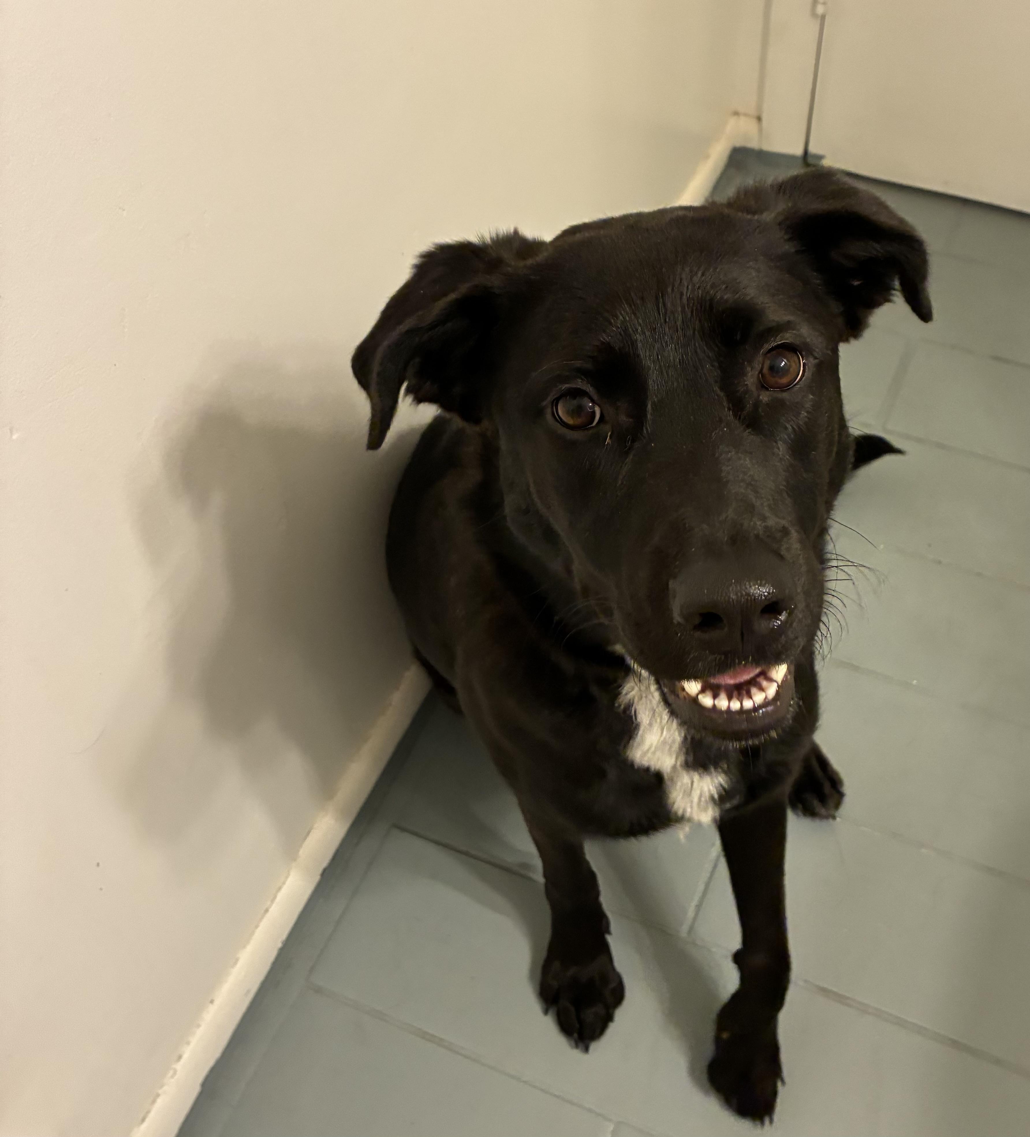 Sunni, an adoptable mixed breed in Bowdoin, ME image 3/6