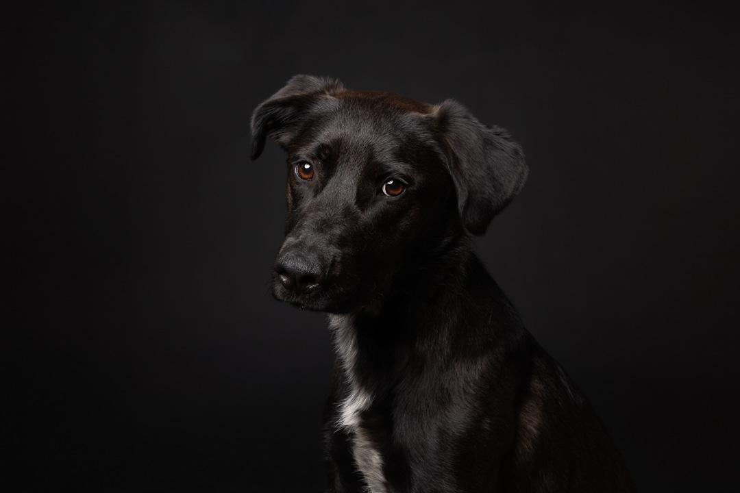 Sunni, an adoptable mixed breed in Bowdoin, ME image 2/5