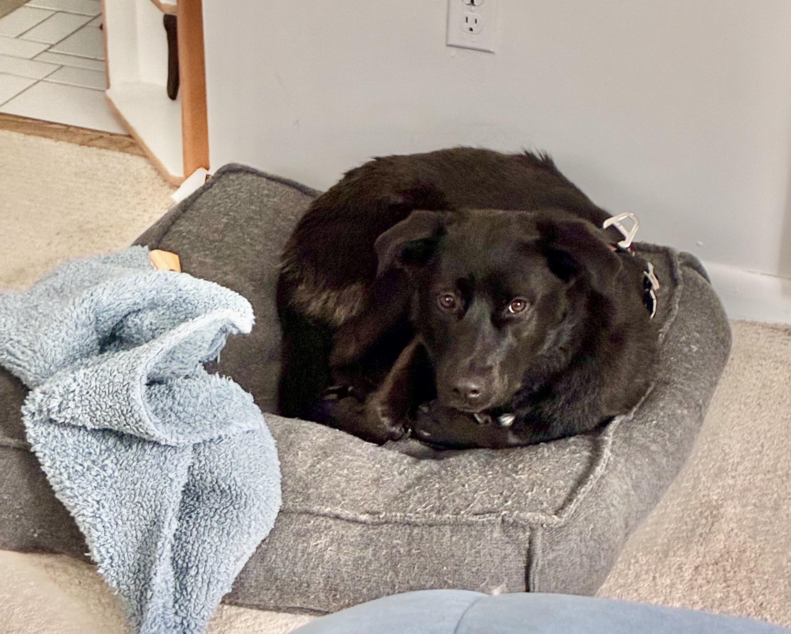 Sunni, an adoptable mixed breed in Bowdoin, ME image 4/6