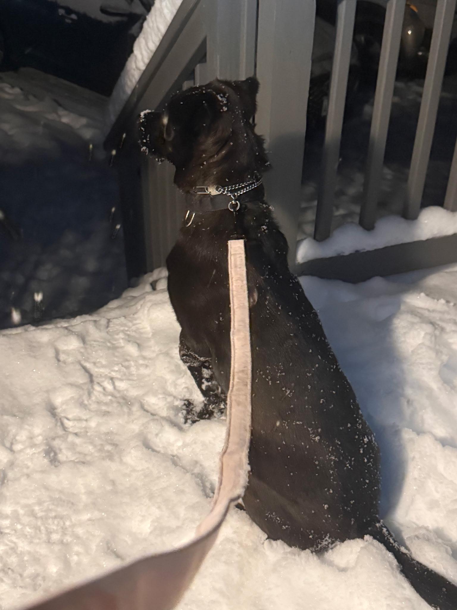 Sunni, a ADOPTABLE mixed breed in Bowdoin, ME image 6/6