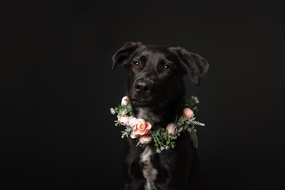 Sunni, adoptable, Young Female German Shepherd Dog & Black Labrador Retriever.