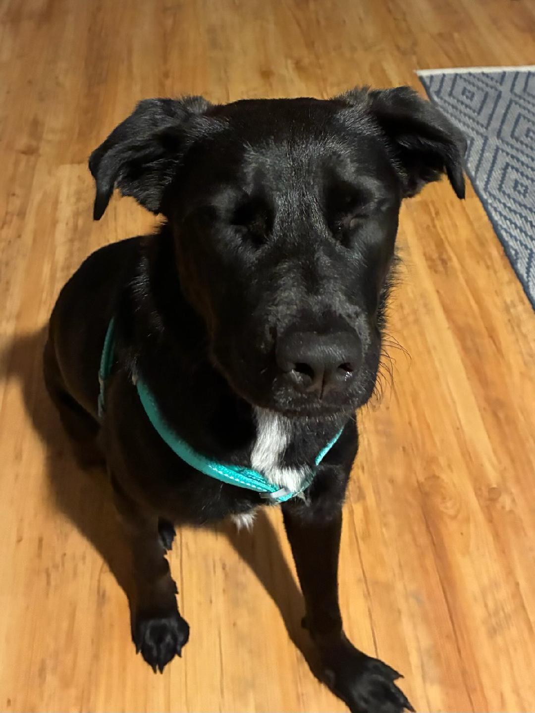 Sunni, an adoptable mixed breed in Bowdoin, ME image 6/6