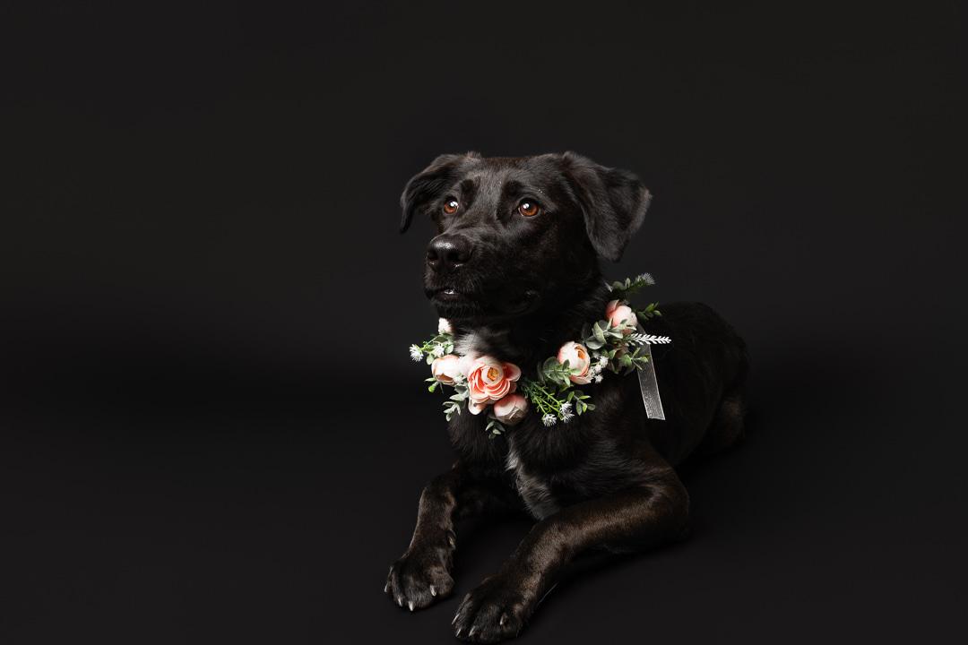 Sunni, an adoptable mixed breed in Bowdoin, ME image 4/5