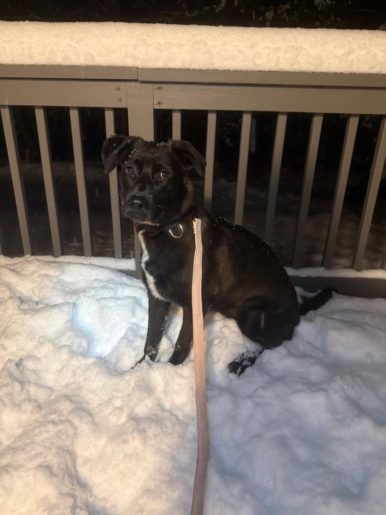 Sunni, a ADOPTABLE mixed breed in Bowdoin, ME image 3/6